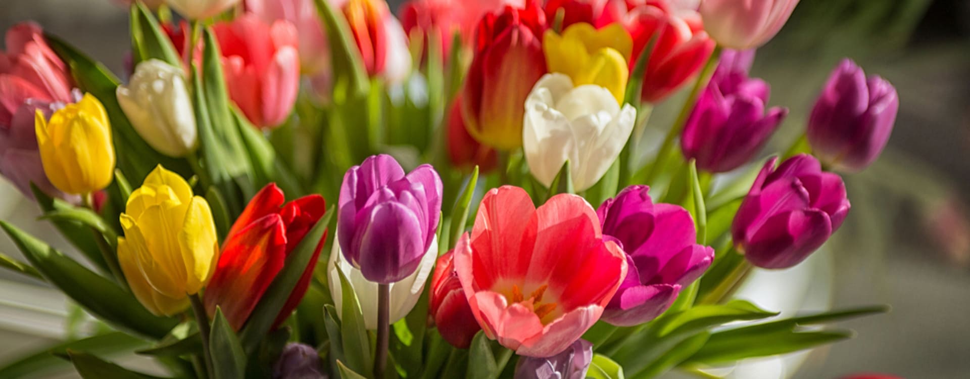 Comment Conserver Des Tulipes Dans Un Vase
