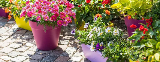 Les Pots en Plastique Conviennent-ils aux Plantes ?