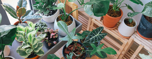 Quels Pots pour les Plantes D'Intérieur ?