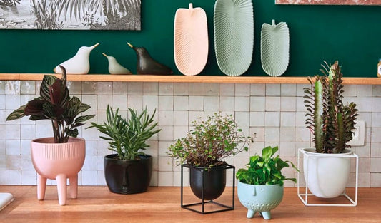 Que Mettre sous les Pots de Fleurs en Intérieur ?