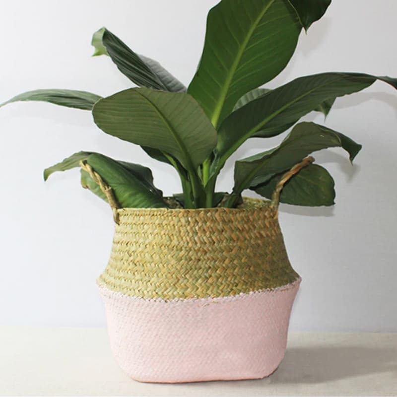 Cache-Pot Osier Rose
