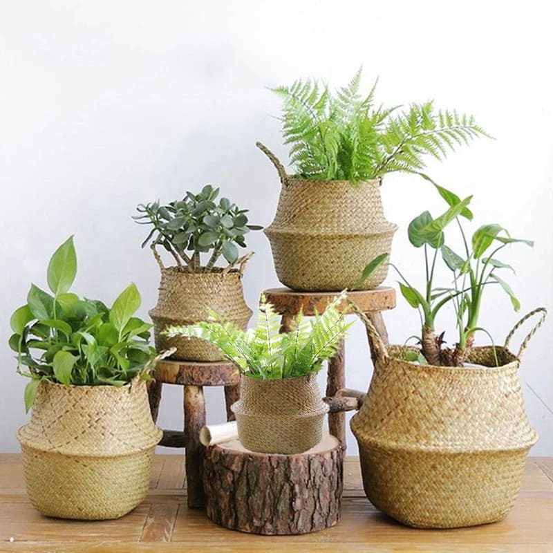 Panier Cache-Pot Osier Plante