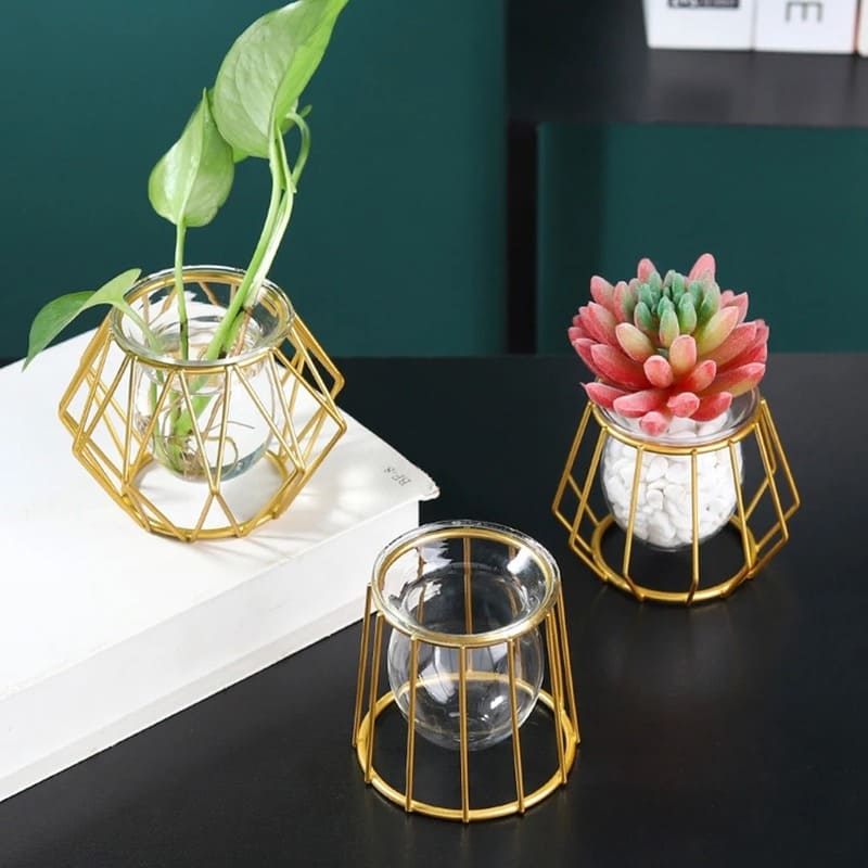 Vase Hydroponique Succulentes