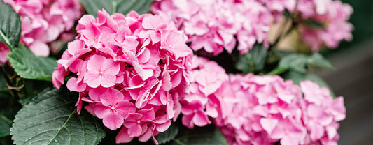 Comment Conserver des Fleurs d'Hortensia dans un Vase ?