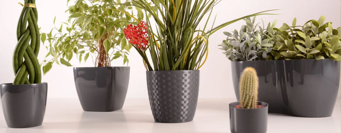 Quels sont les Meilleurs Pots pour les Plantes d'Intérieur ?