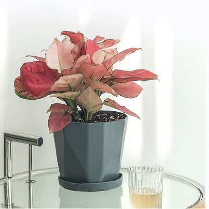 Petit Pot de Fleur en Plastique Rond Design Plante